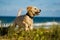 Puppy jumping on the beach