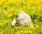 Puppy kisses kitten on the lawn of dandelions