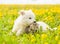 Puppy kisses kitten on the lawn of dandelions