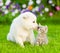 Puppy kissing kitten on green grass