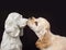 Puppy kissing look alike statue