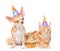 Puppy and kitten in birthday hats with cake. isolated on white