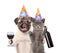 Puppy and kitten in birthday hats holding a bottle of red wine and wineglass. isolated on white background