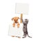 Puppy and Kitten Holding Blank Signs