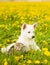 Puppy and kitten lying together on a dandelion field