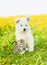 Puppy and kitten sitting together on a dandelion field