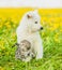 Puppy and kitten sitting together on a dandelion field