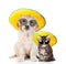 Puppy and kitten in sunglasses and straw hats looking at camera. isolated on white background