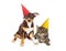 Puppy and Kitten Wearing Party Hats