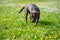 Puppy labrador black retriever dog.