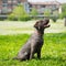 Puppy labrador black retriever dog.