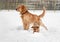 Puppy and labrador retriever playing