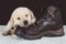 Puppy labrador sleeping on old walking shoe