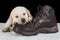 Puppy labrador sleeping on old walking shoe