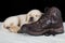 Puppy labrador sleeping on old walking shoe