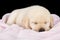 Puppy labrador sleeping on pink fluffy blanket