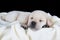 Puppy labrador sleeping on white fluffy blanket