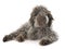 Puppy Lagotto Romagnolo