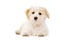 Puppy laid isolated on a white background