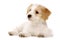 Puppy laid isolated on a white background