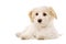 Puppy laid isolated on a white background