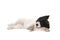 Puppy landseer dog studio staffordshire bull terrier