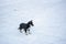 Puppy of Lapponian Herder standing on the snow