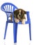 Puppy laying on chair