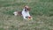 Puppy laying in grass on warm Summer day