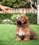 Puppy learning to sit.