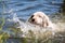 Puppy learning to swim