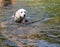 Puppy learning to swim going out in lagoon