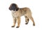 Puppy Leonberger in studio