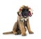 Puppy Leonberger in studio