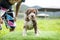 puppy light brown white cute fat on the green lawn Neapolitan Mastiff puppies mix with Bandog