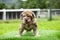 puppy light brown white cute fat on the green lawn Neapolitan Mastiff puppies mix with Bandog