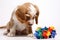 puppy looking at a dog puzzle toy for mental stimulation