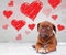 Puppy looking up to heart shapes for valentine\'s day