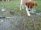 A Puppy Looks At A Garden Hose.