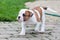 The puppy is lost. Funny nice red white coat American Bulldog puppy is walking on nature