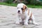 The puppy is lost. Funny nice red white coat American Bulldog puppy is walking on nature