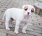 The puppy is lost. Funny nice red white coat American Bulldog puppy is walking on road