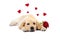 Puppy in love. Cute labrador dog with red rose isolated on white background.
