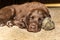 The puppy is lying next to a balloon. Brown flat coated retriever puppy sleeping on the floor. Dog rest. Sleeping puppy. Young