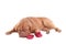 Puppy lying next to red slippers of it\'s master