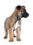 Puppy malinois