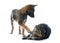 Puppy malinois and maine coon