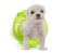 Puppy maltese dog