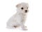 Puppy maltese dog
