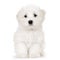 Puppy maltese dog